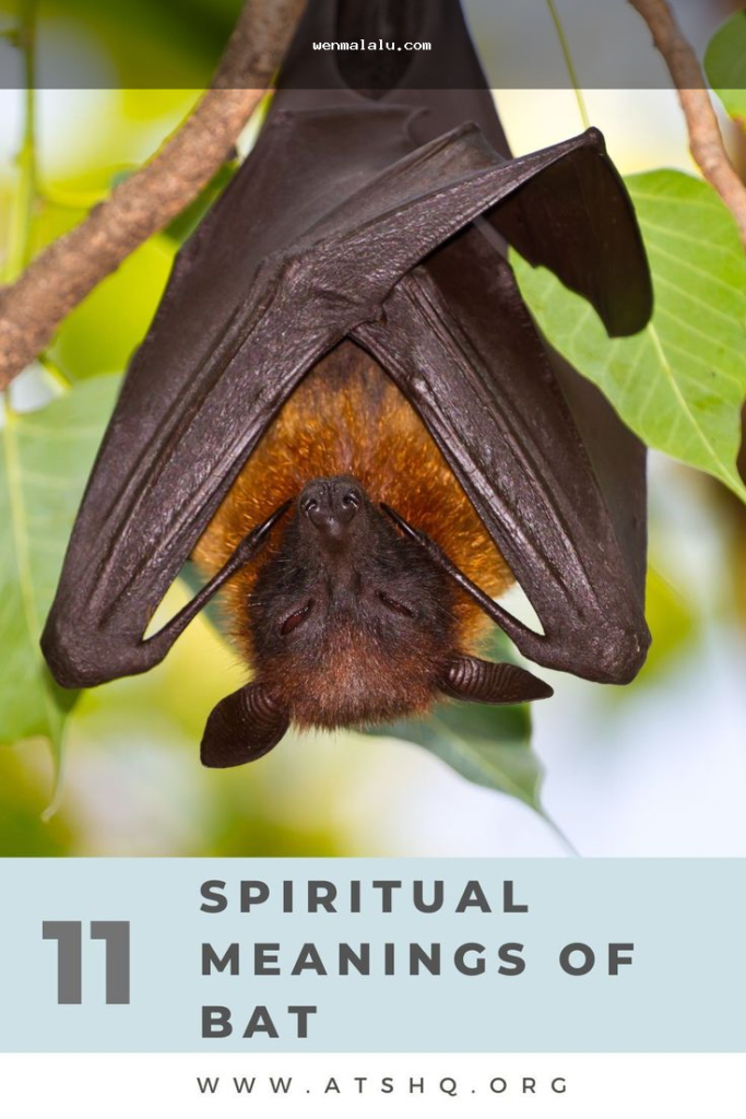 different meanings of 1 bat in search results